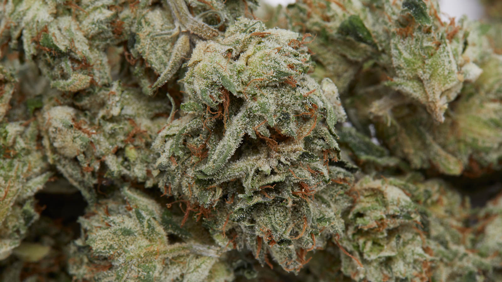 CBD Blüten auf Rechnung – So einfach und bequem bestellst du CBD Blüten