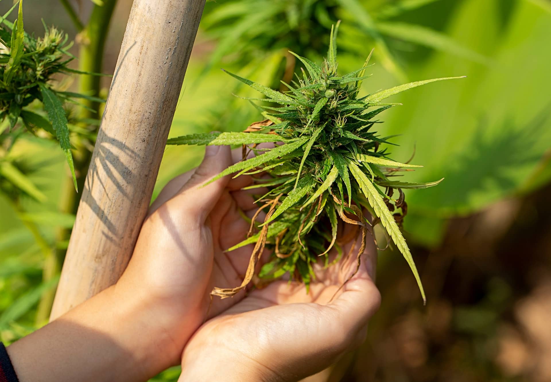 CBD Blüten auf Rechnung – So einfach und bequem bestellst du CBD Blüten