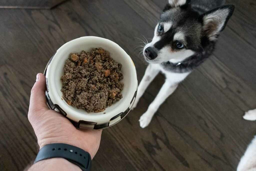 the farmers dog price